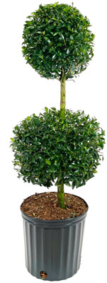 2 Ball Eugenia Topiary